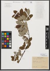 Foto von Salix appendiculata Vill.
